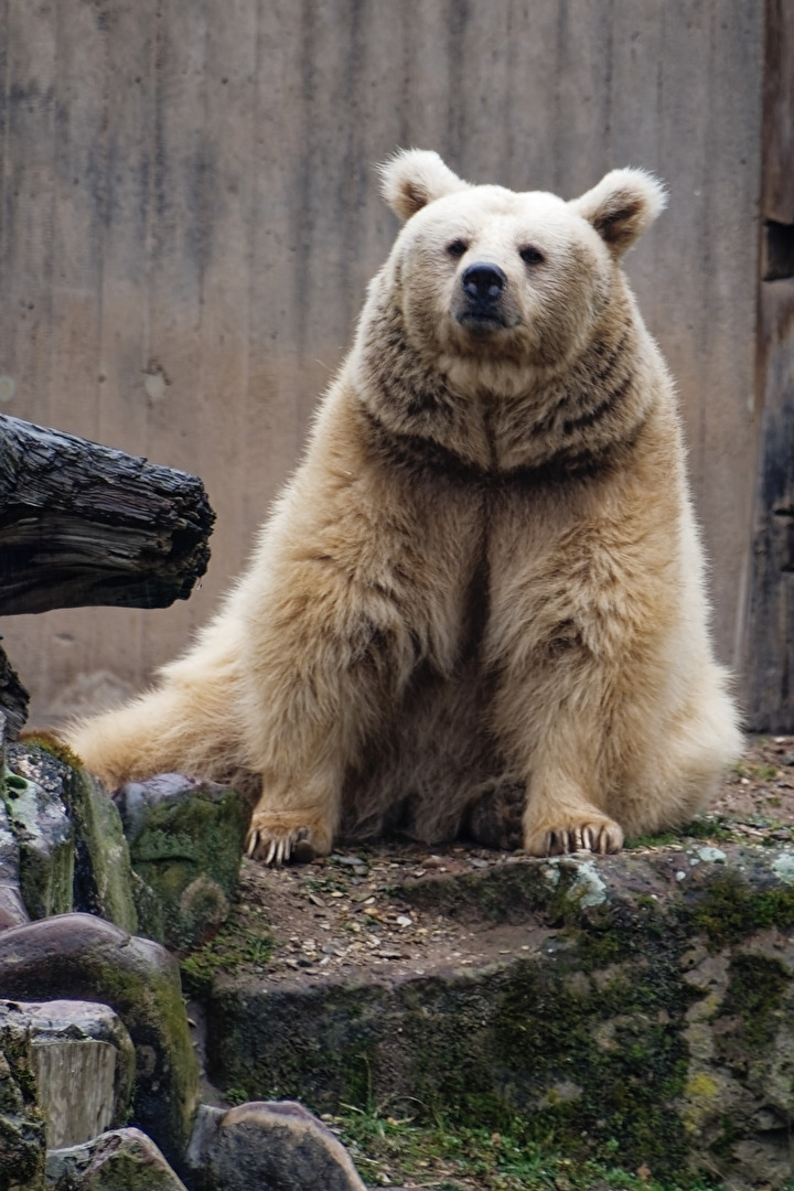 Syrischer Braunbär