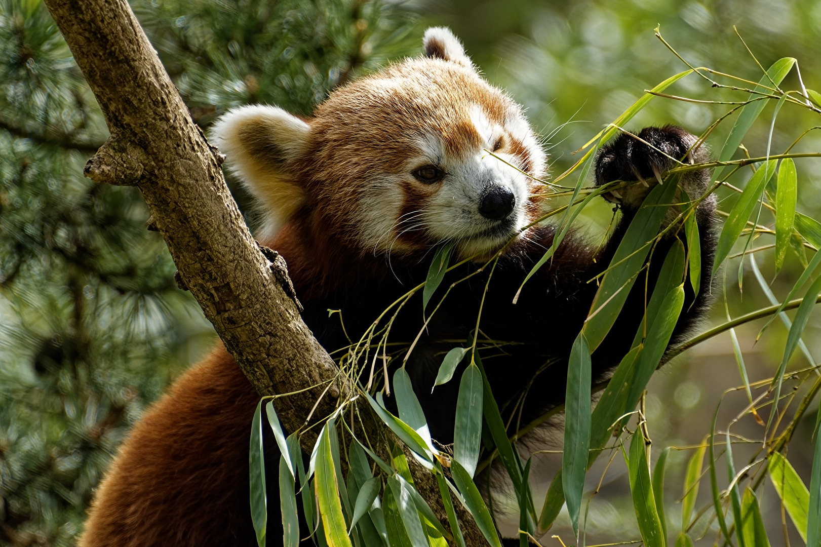 Roter Panda  ( Katzenbär )