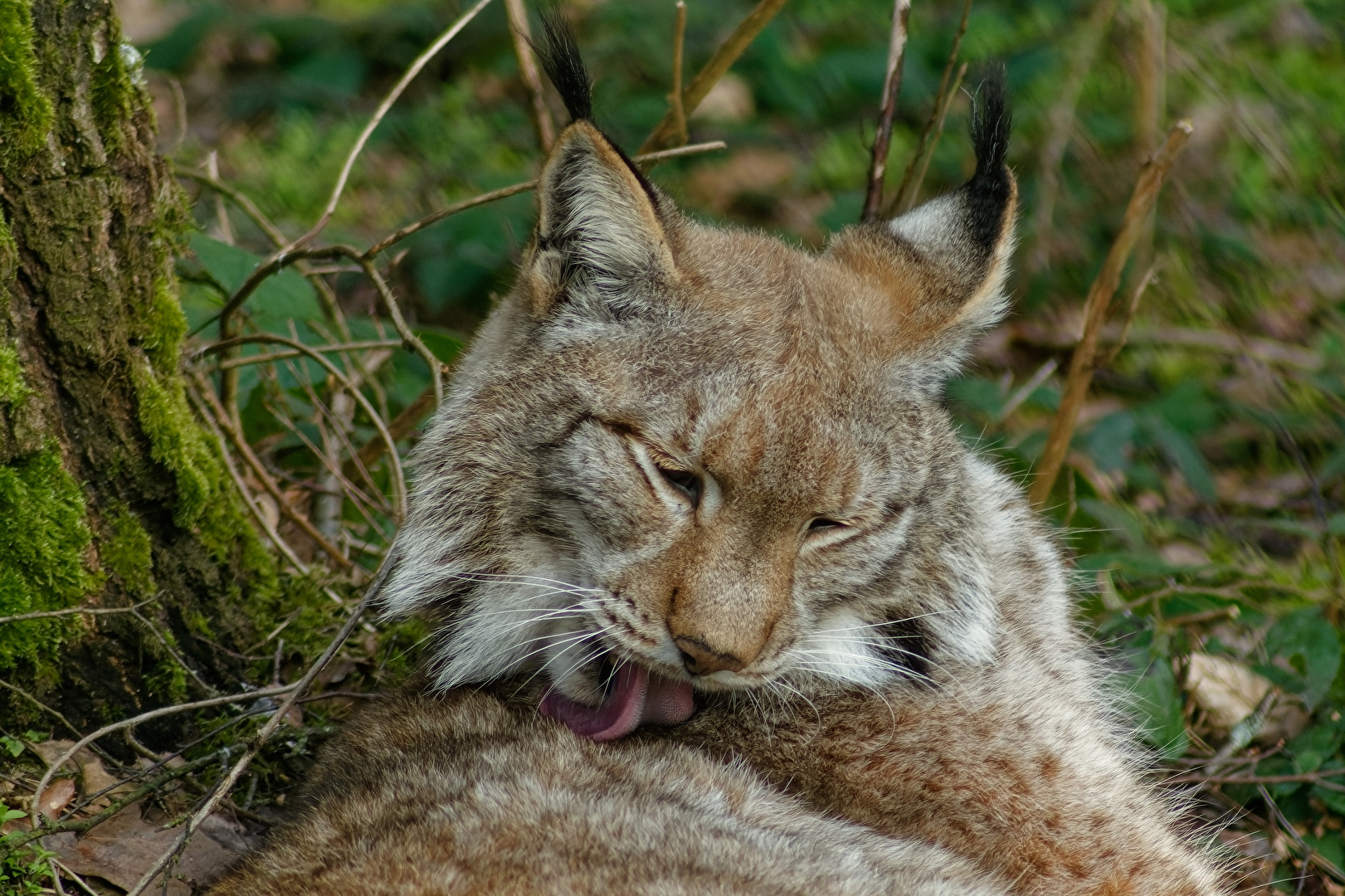 Luchs