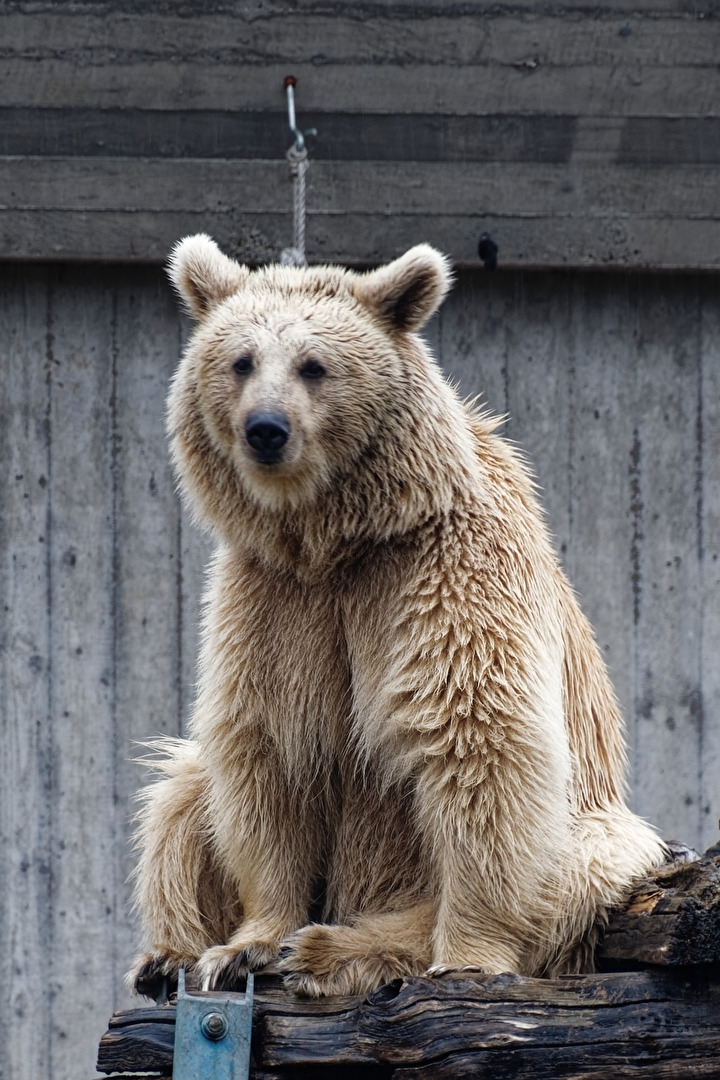 Syrischer Braunbär