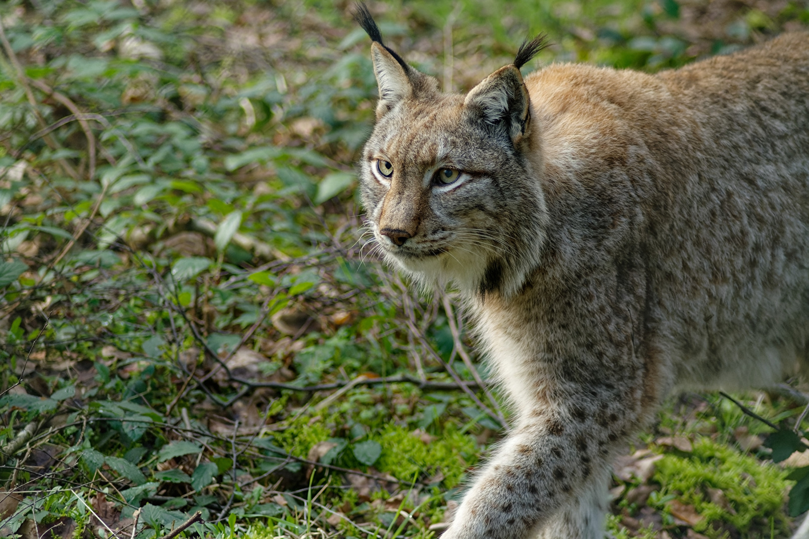 Luchs