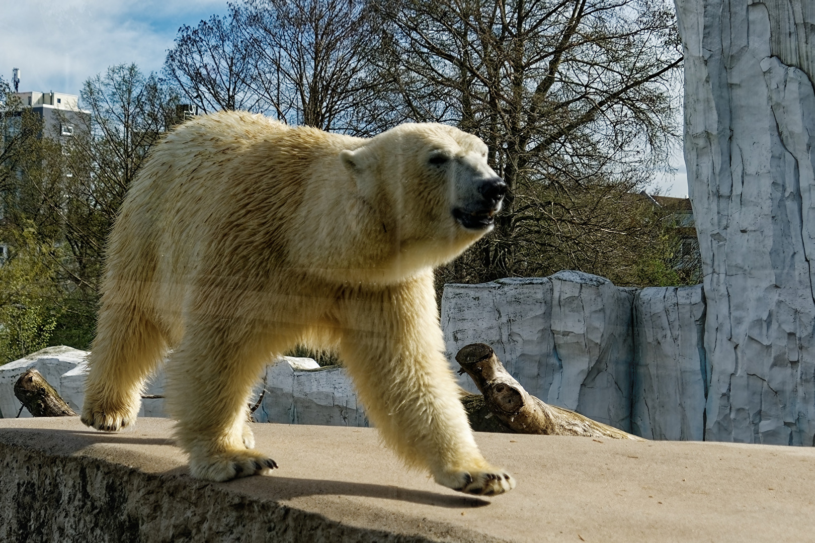 Eisbär