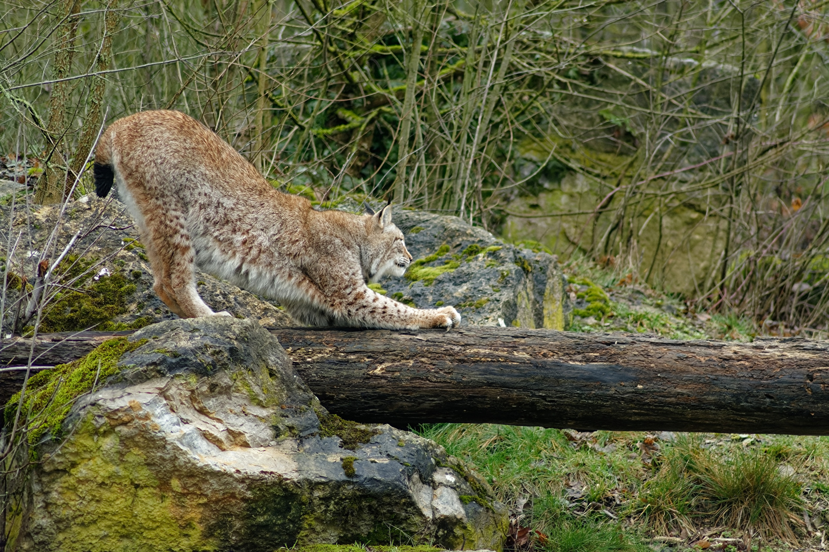 Luchs