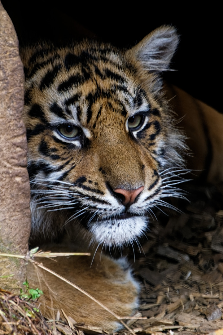 junger Tiger