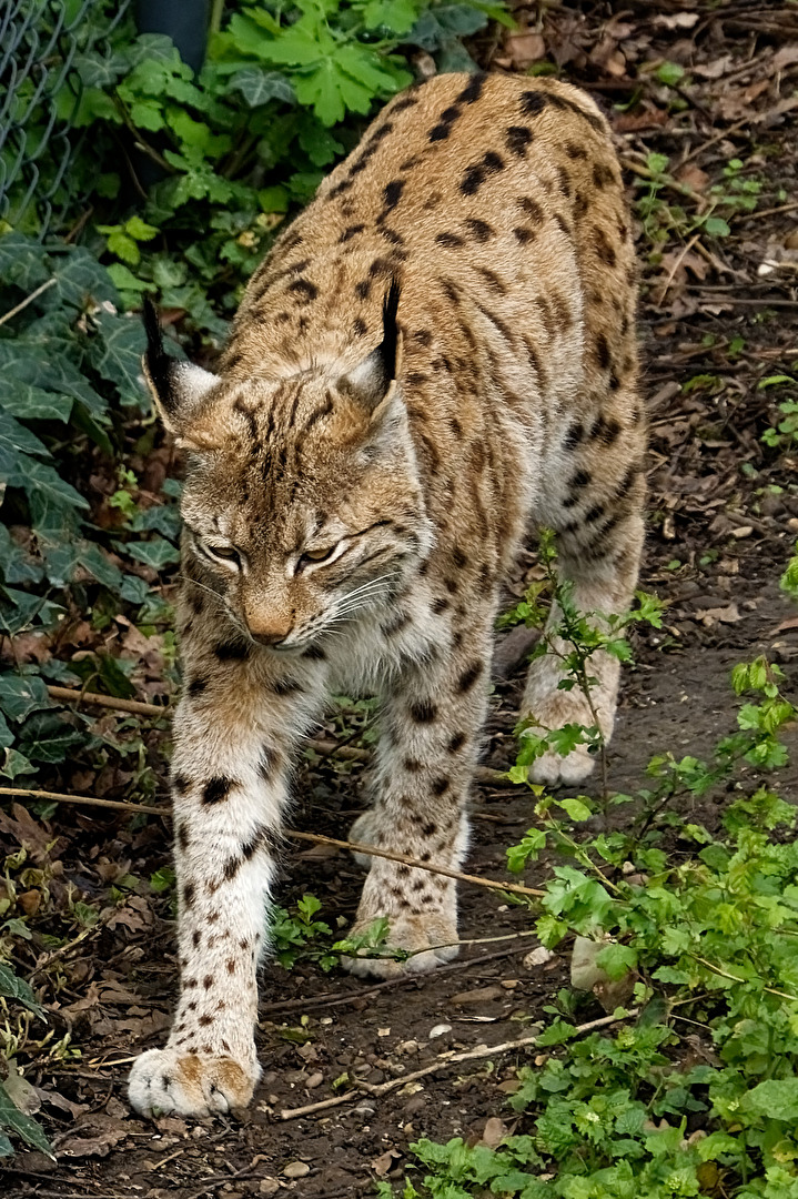 Karpartenluchs