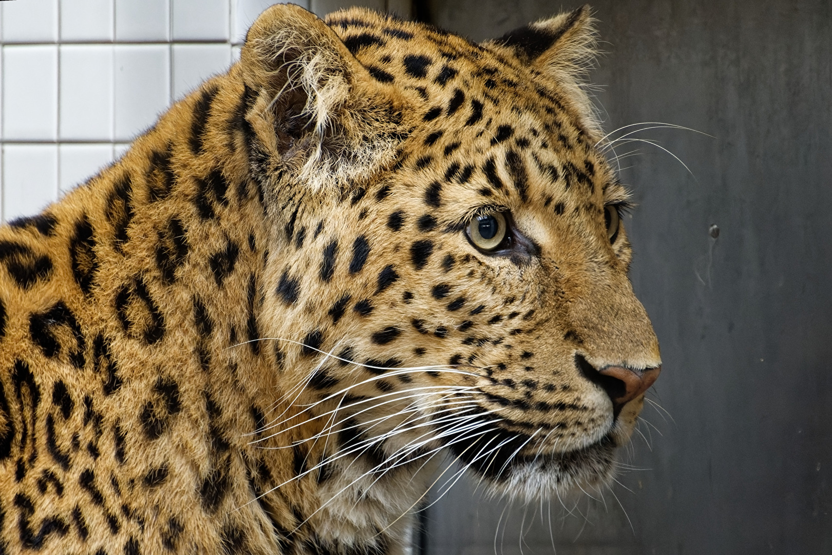 China Leopard