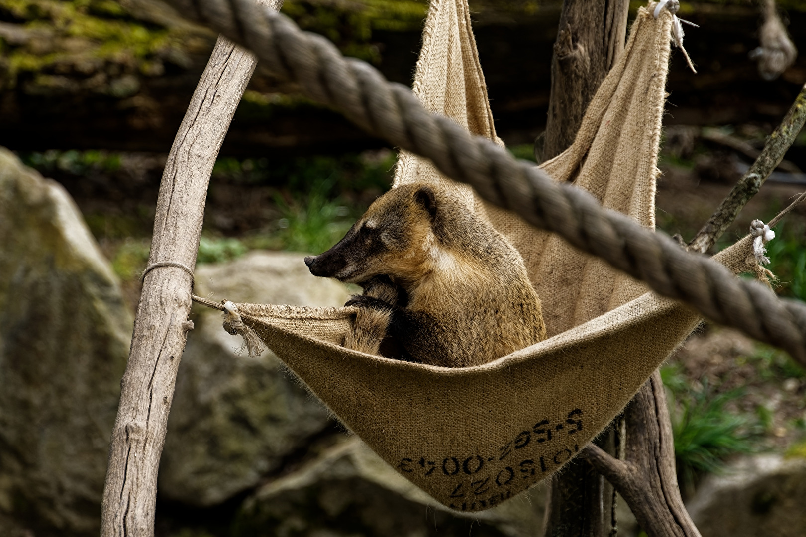 Nasenbär