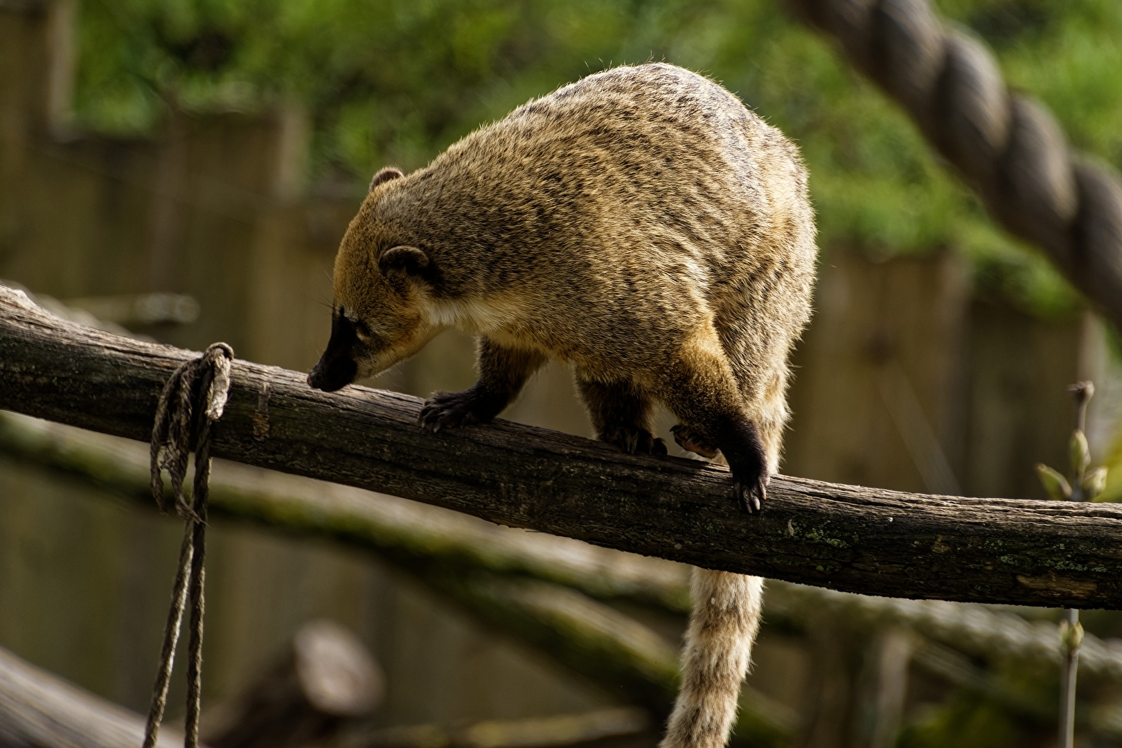 Nasenbär