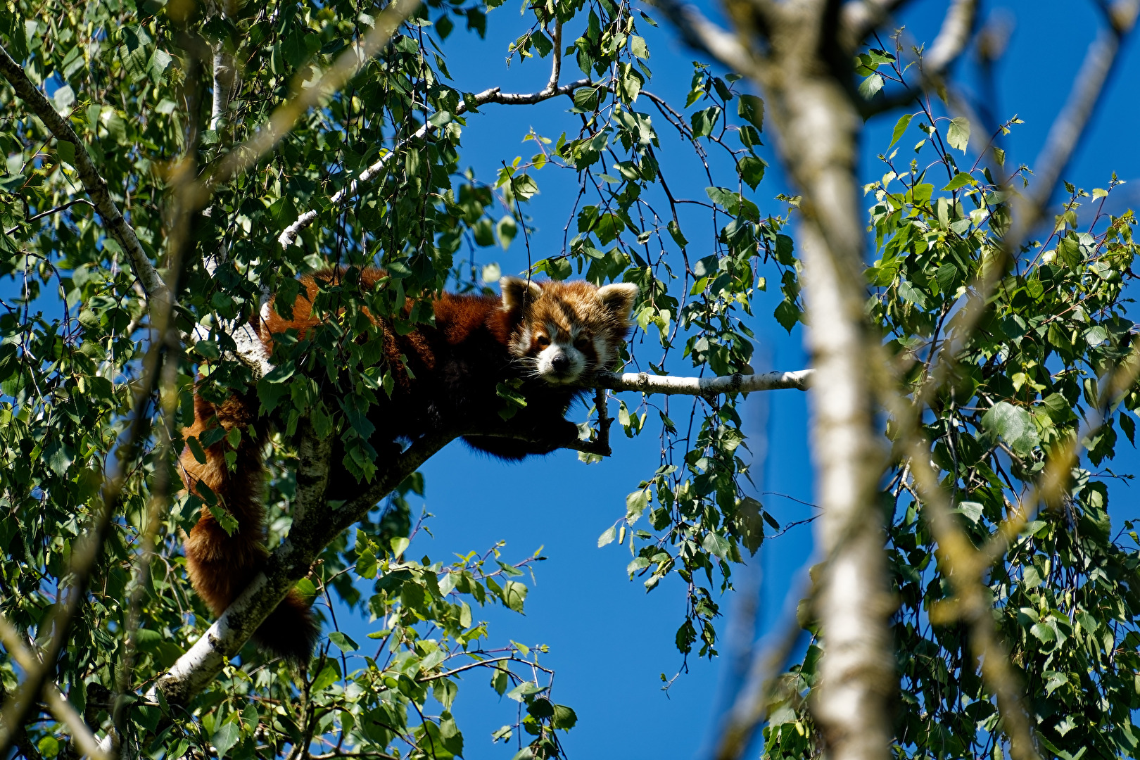 Roter Panda  ( Katzenbär )