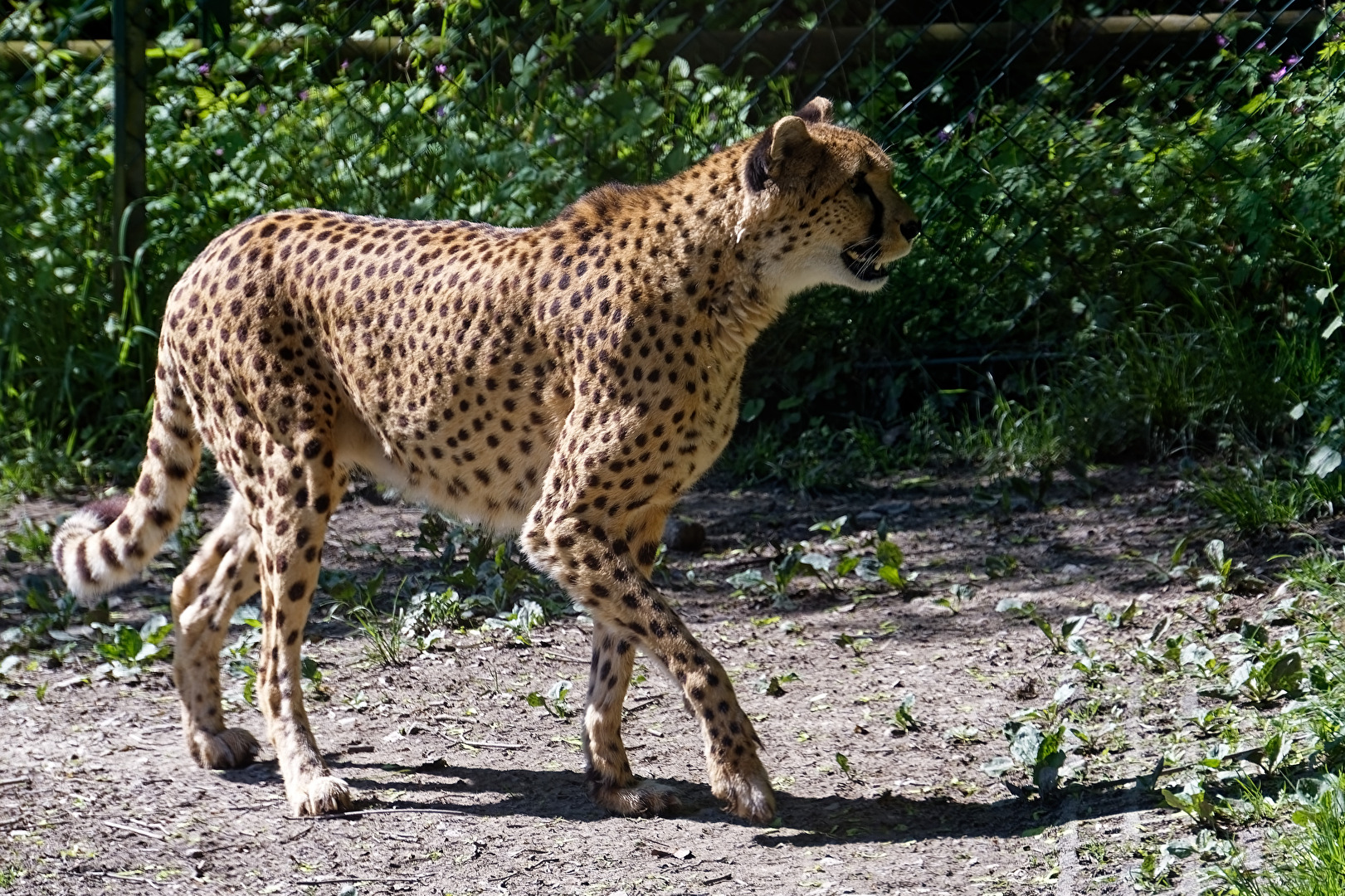Gepard