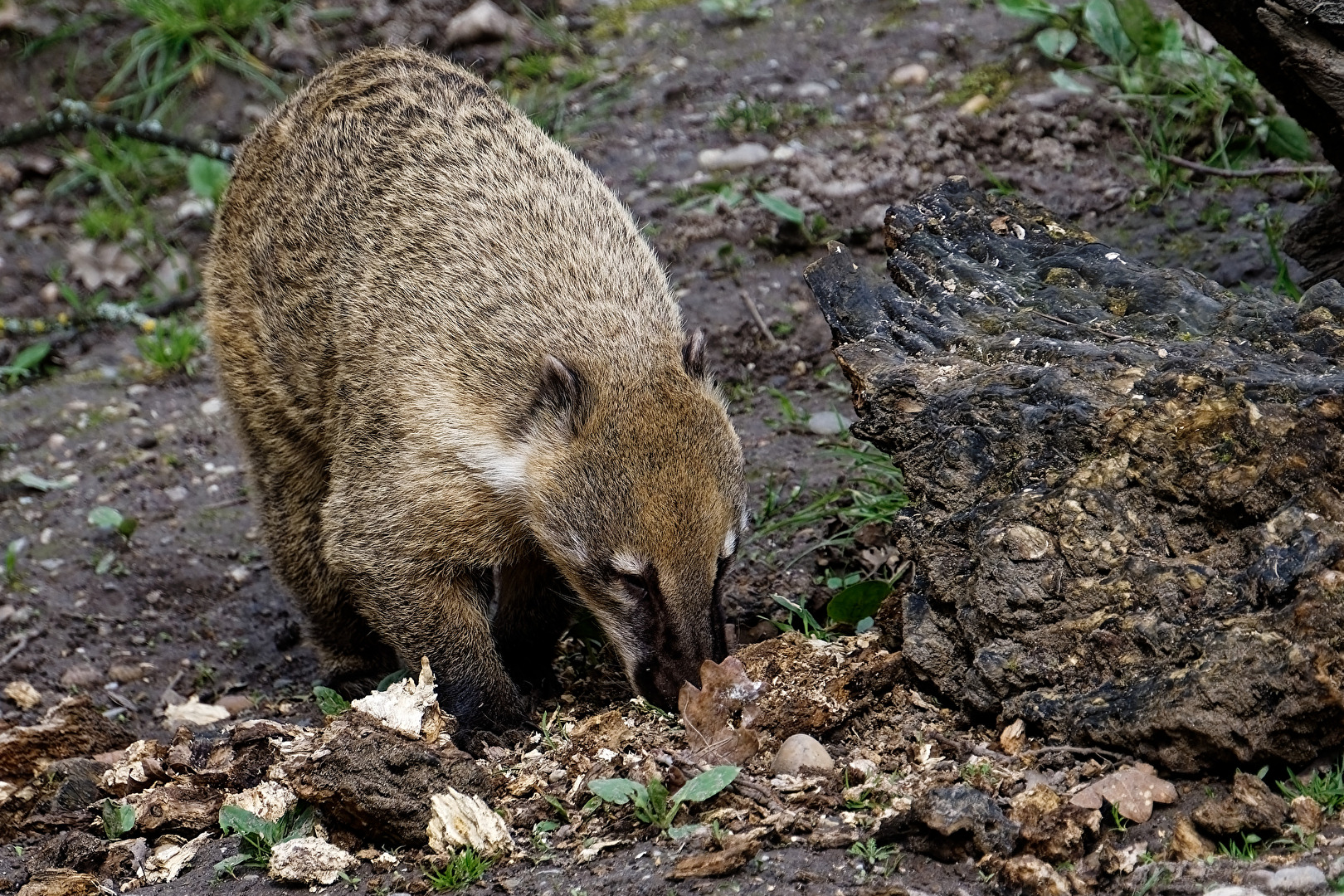 Nasenbär