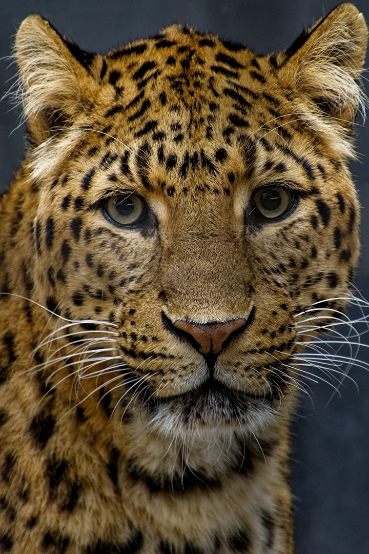 China Leopard