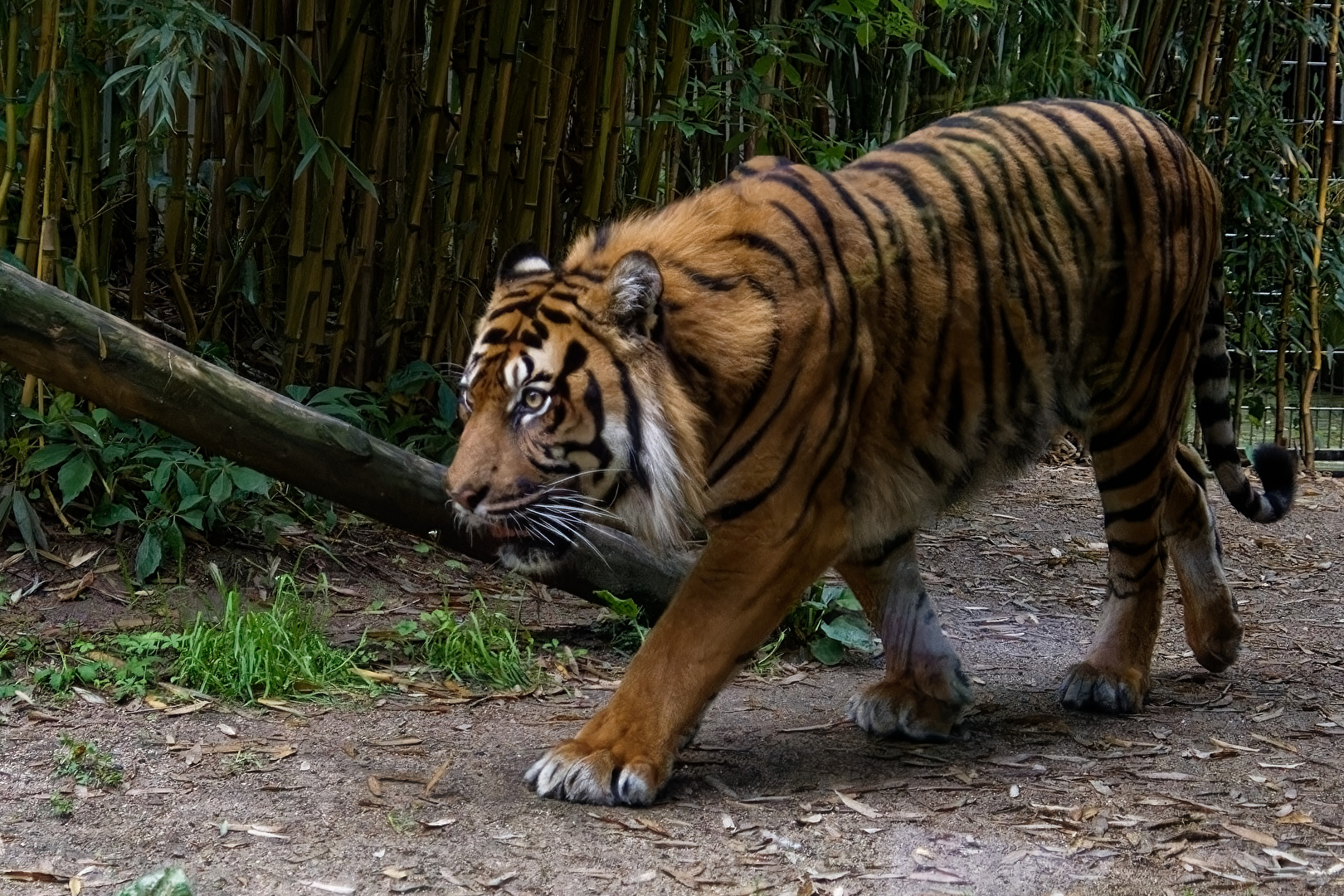 Tiger