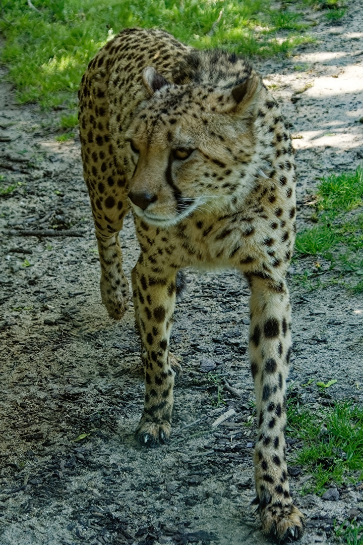 Gepard