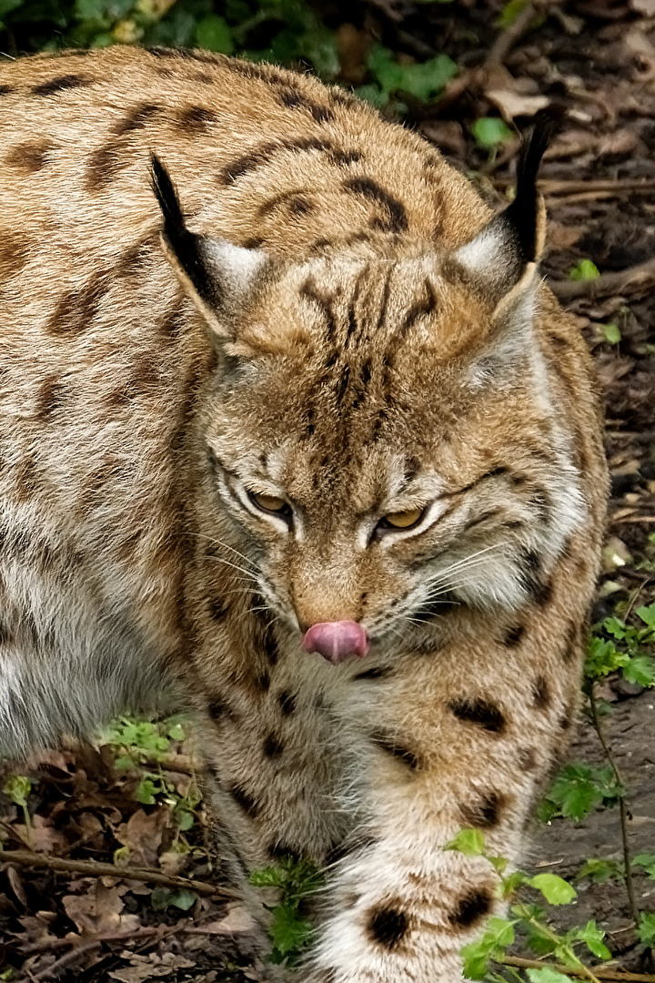 Karpartenluchs