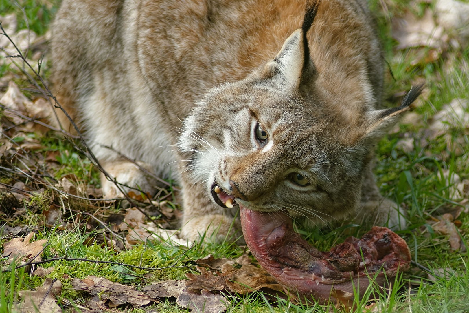 Luchs
