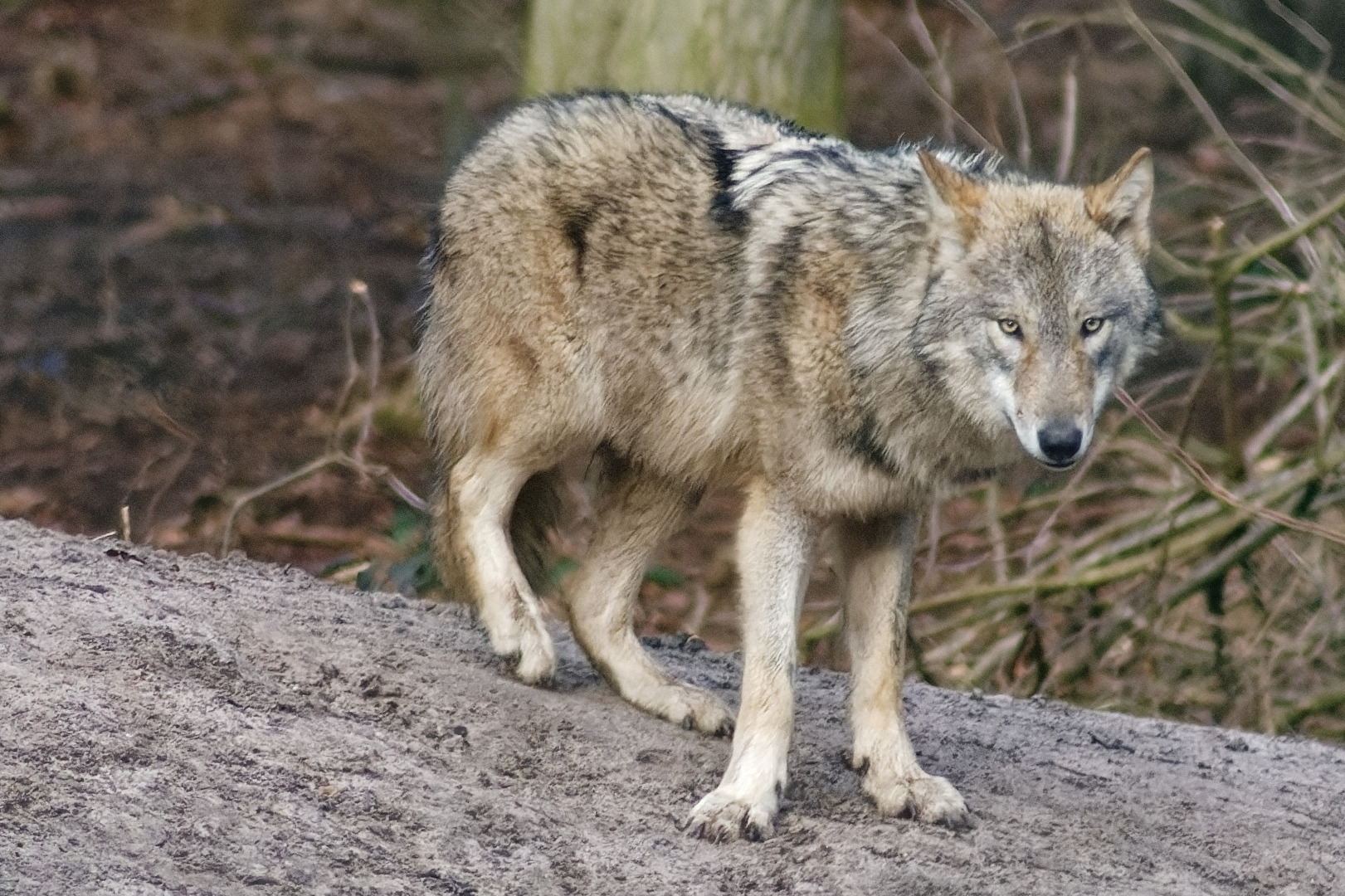 Wolf
