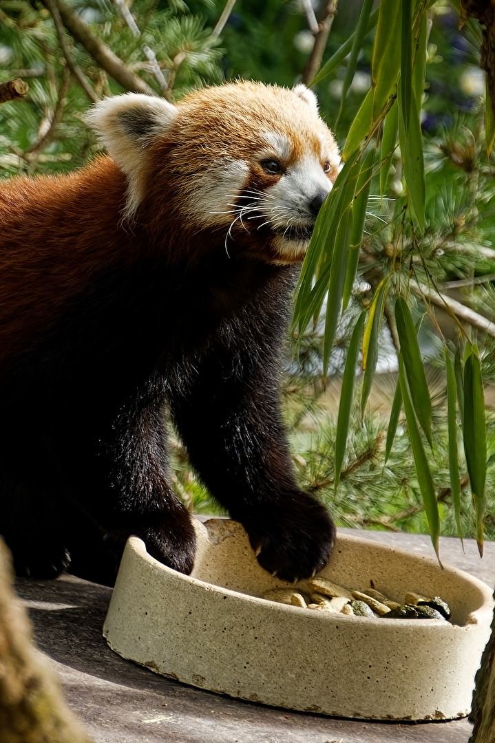 Roter Panda ( Katzenbär )