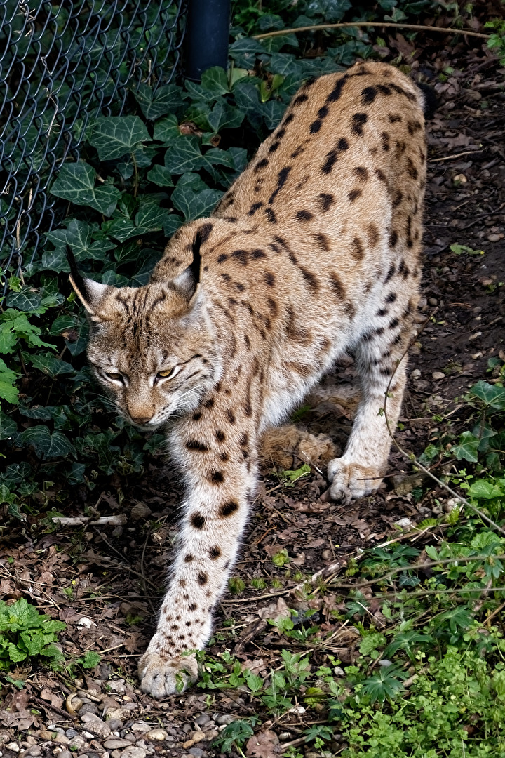 Carpathian Lynx