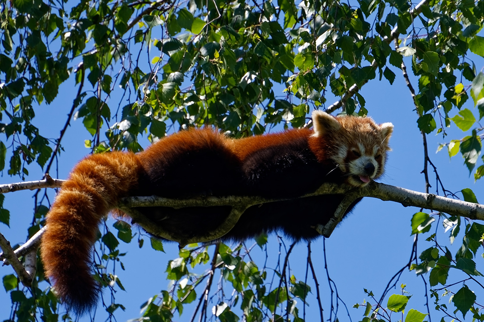 Roter Panda ( Katzenbär )