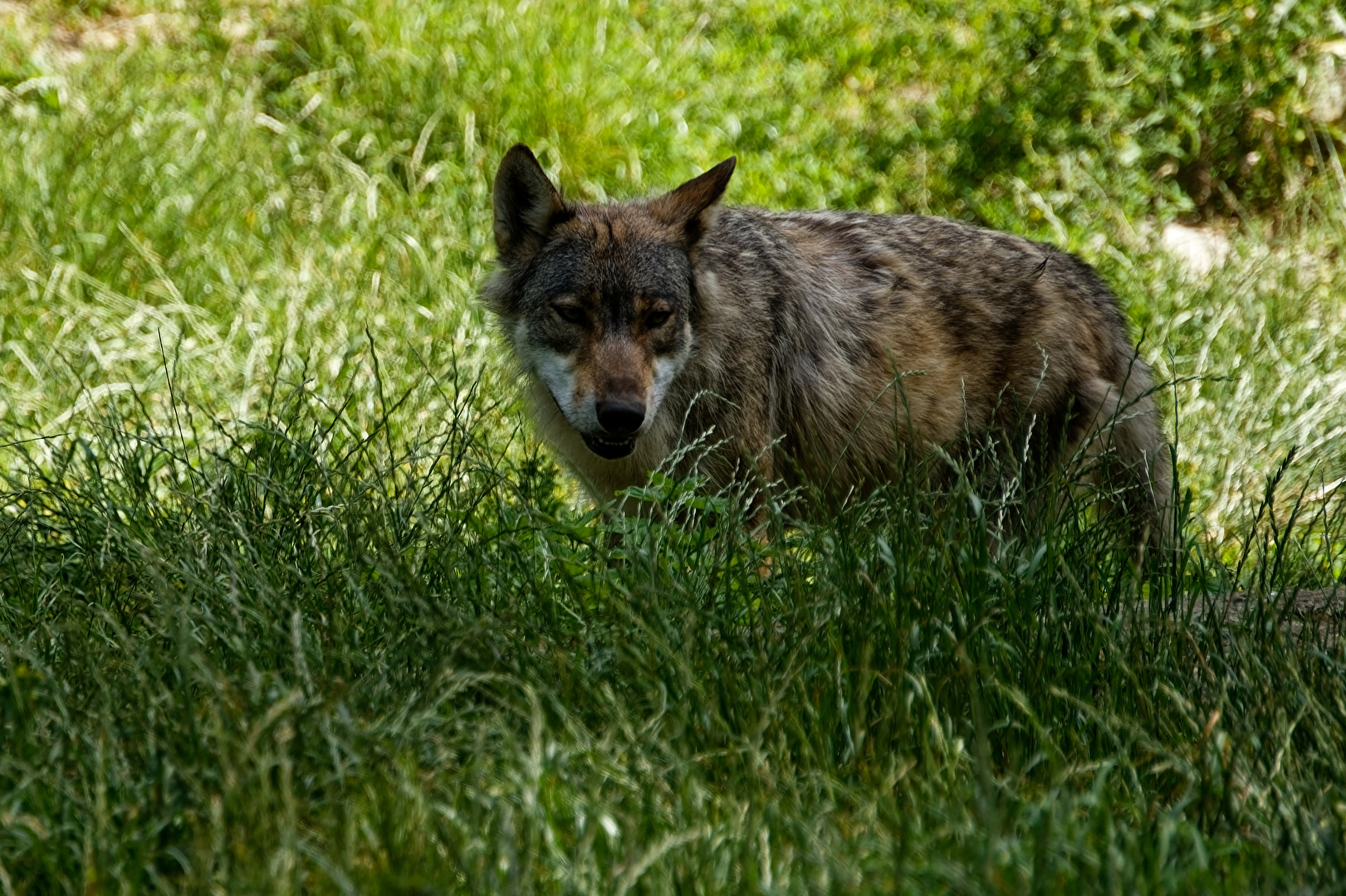 Timberwolf