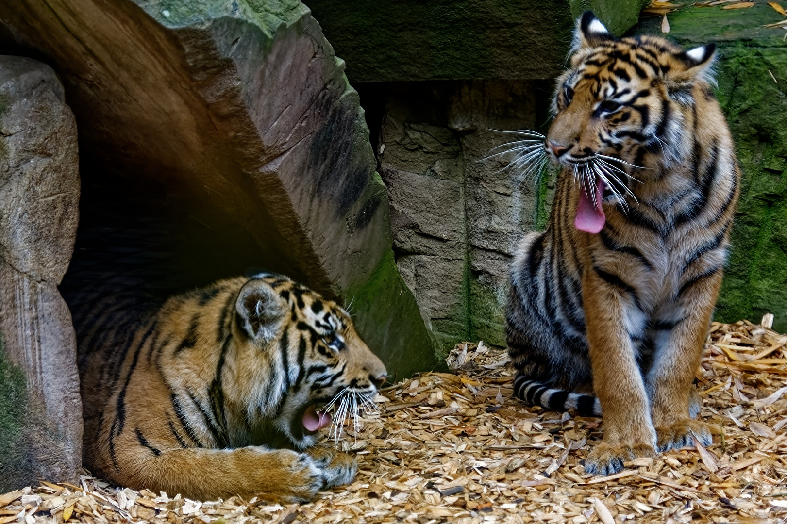junge Tiger