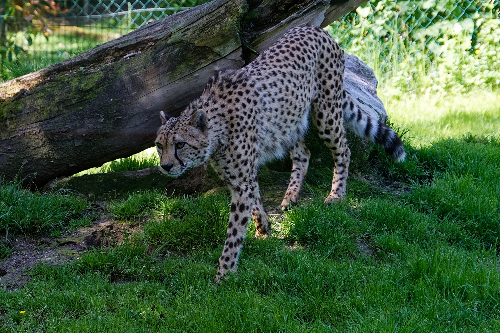Gepard