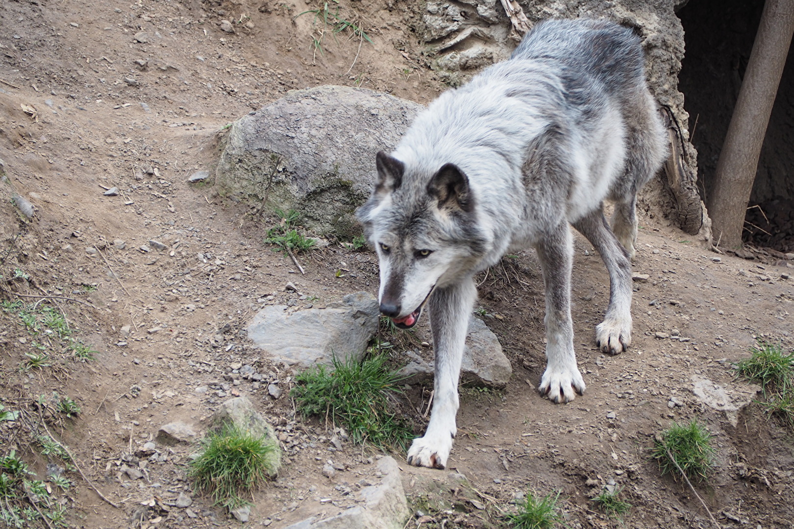 Der Alte Wolf