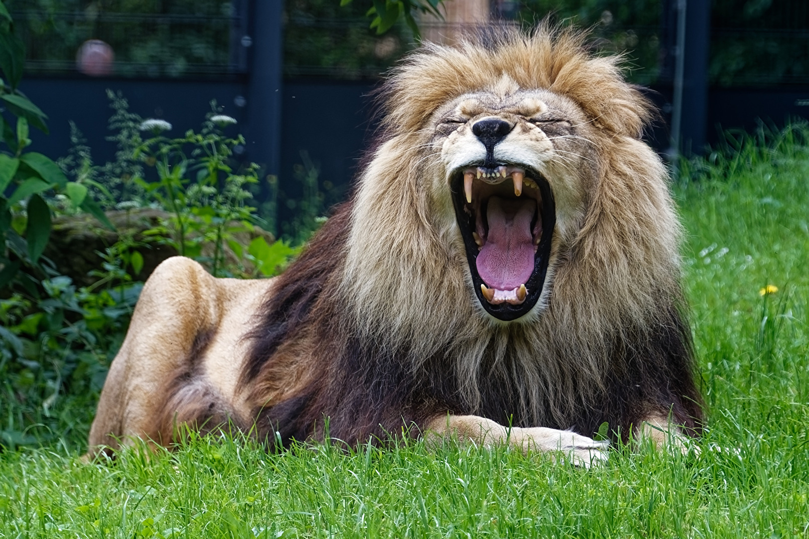 Löwe