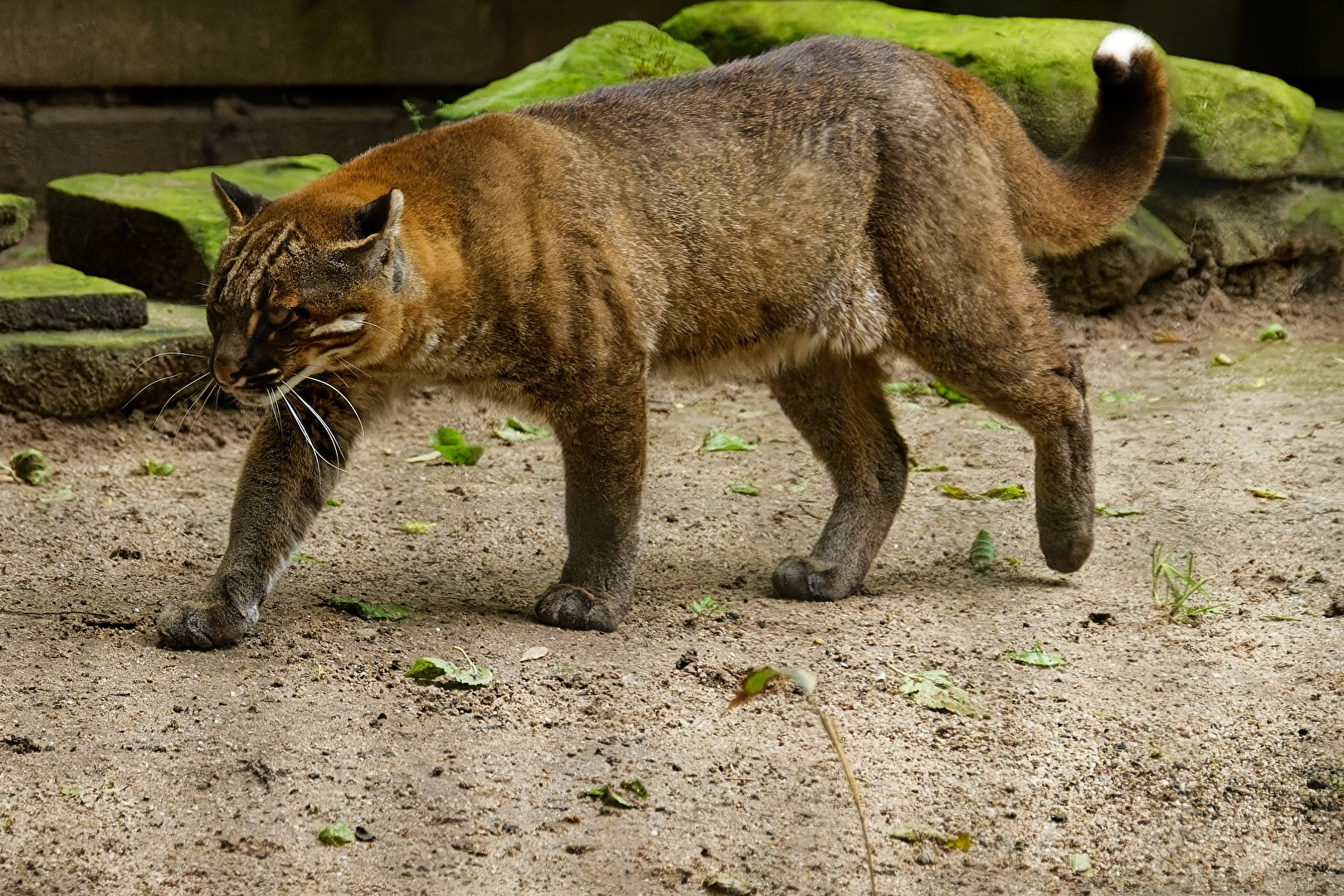 Asiatische Goldkatze