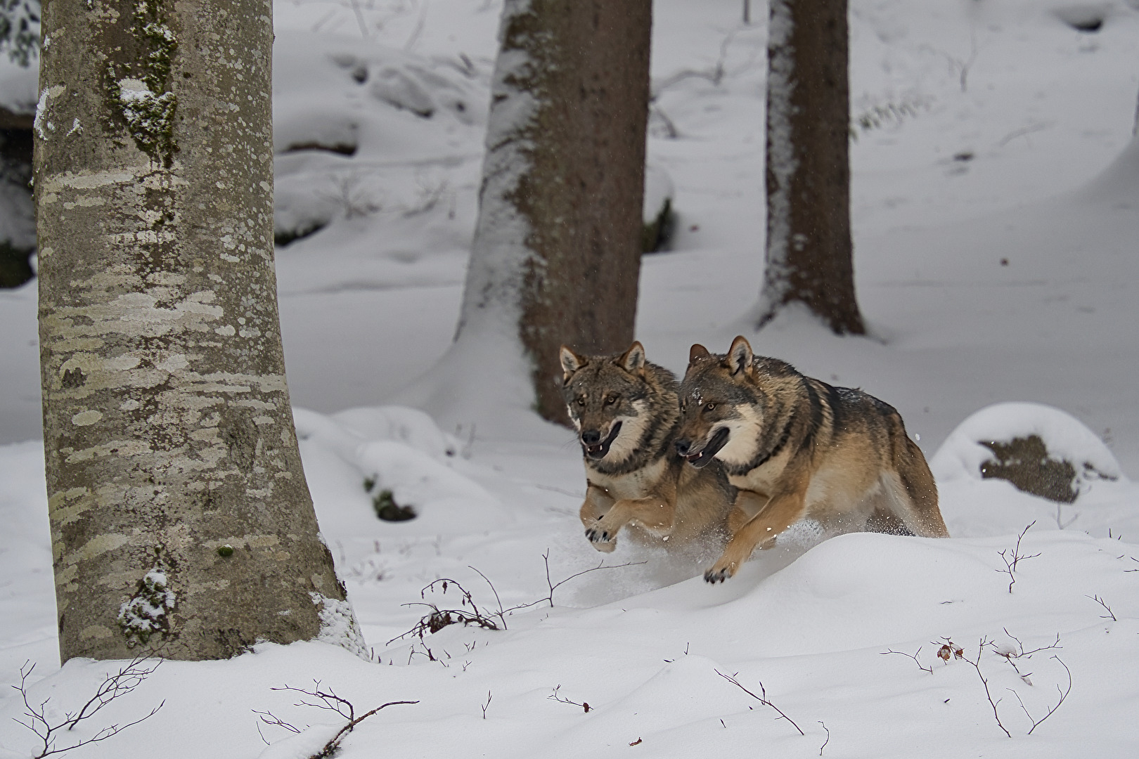 Im frischen Schnee durch den Wald