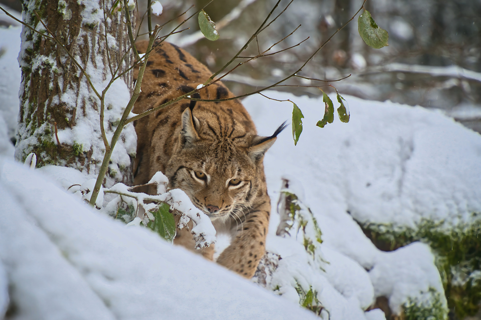 Lautlos durch den Schnee