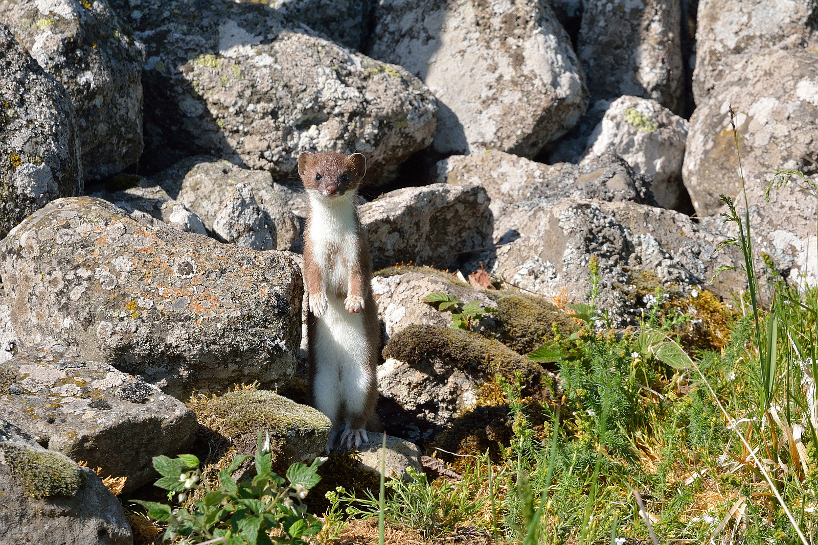 Wiesel statt Wasserfall