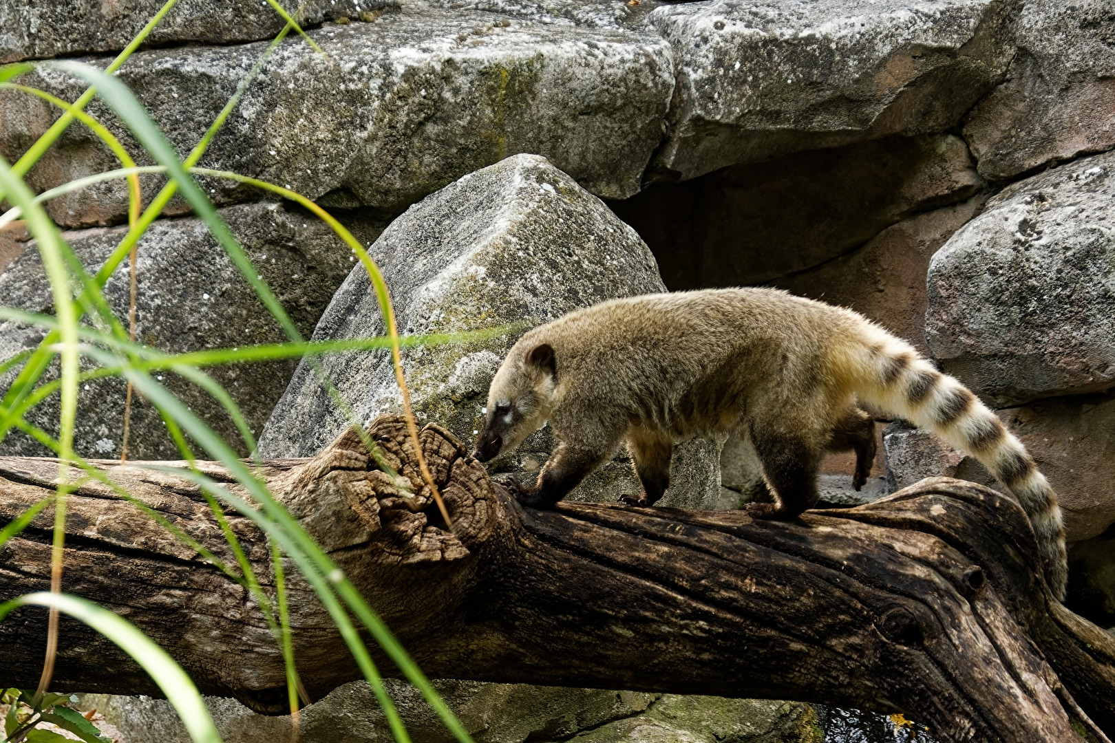 Nasenbär