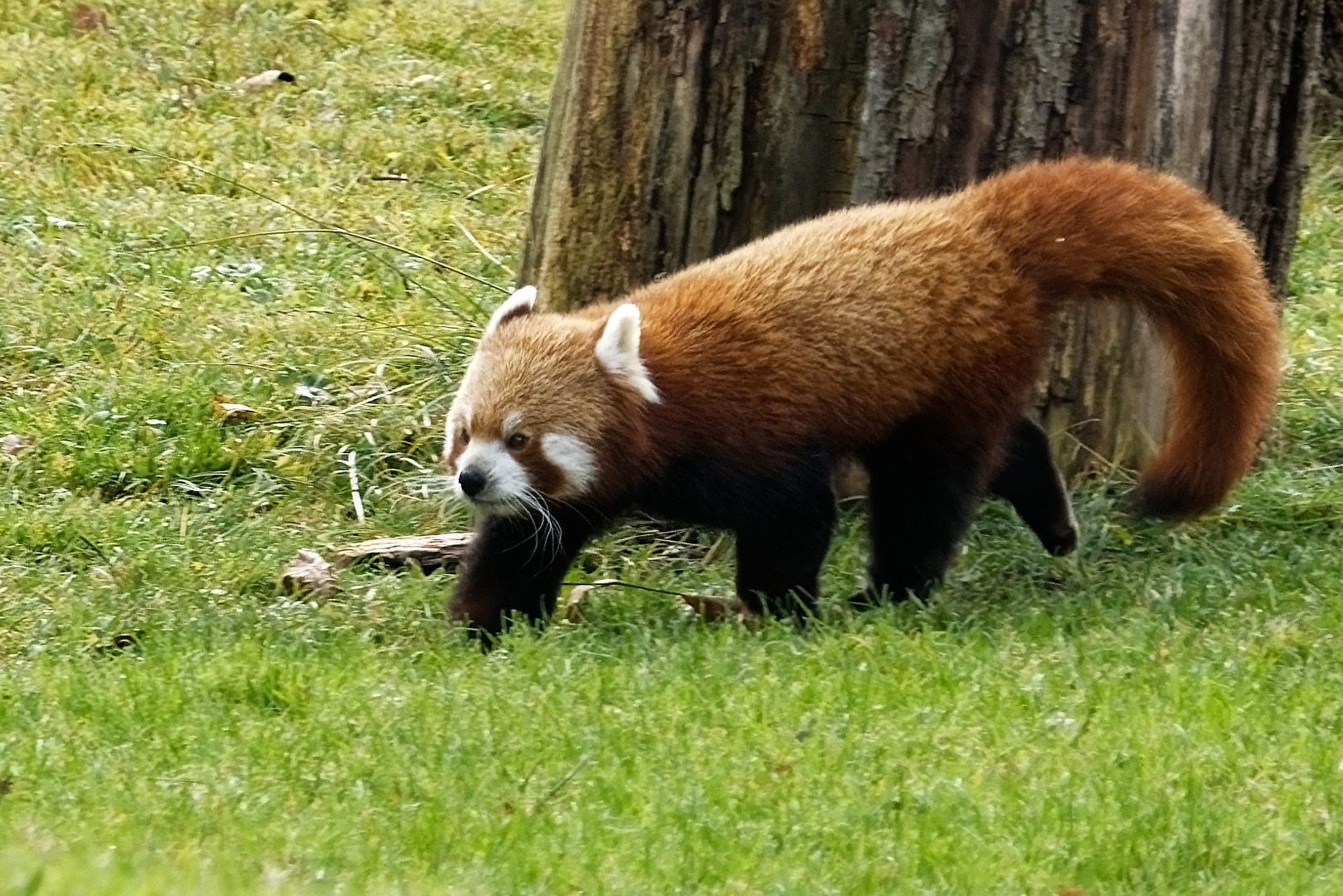 Roter Panda ( Katzenbär )