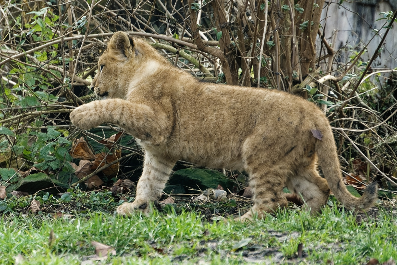 junger Löwe