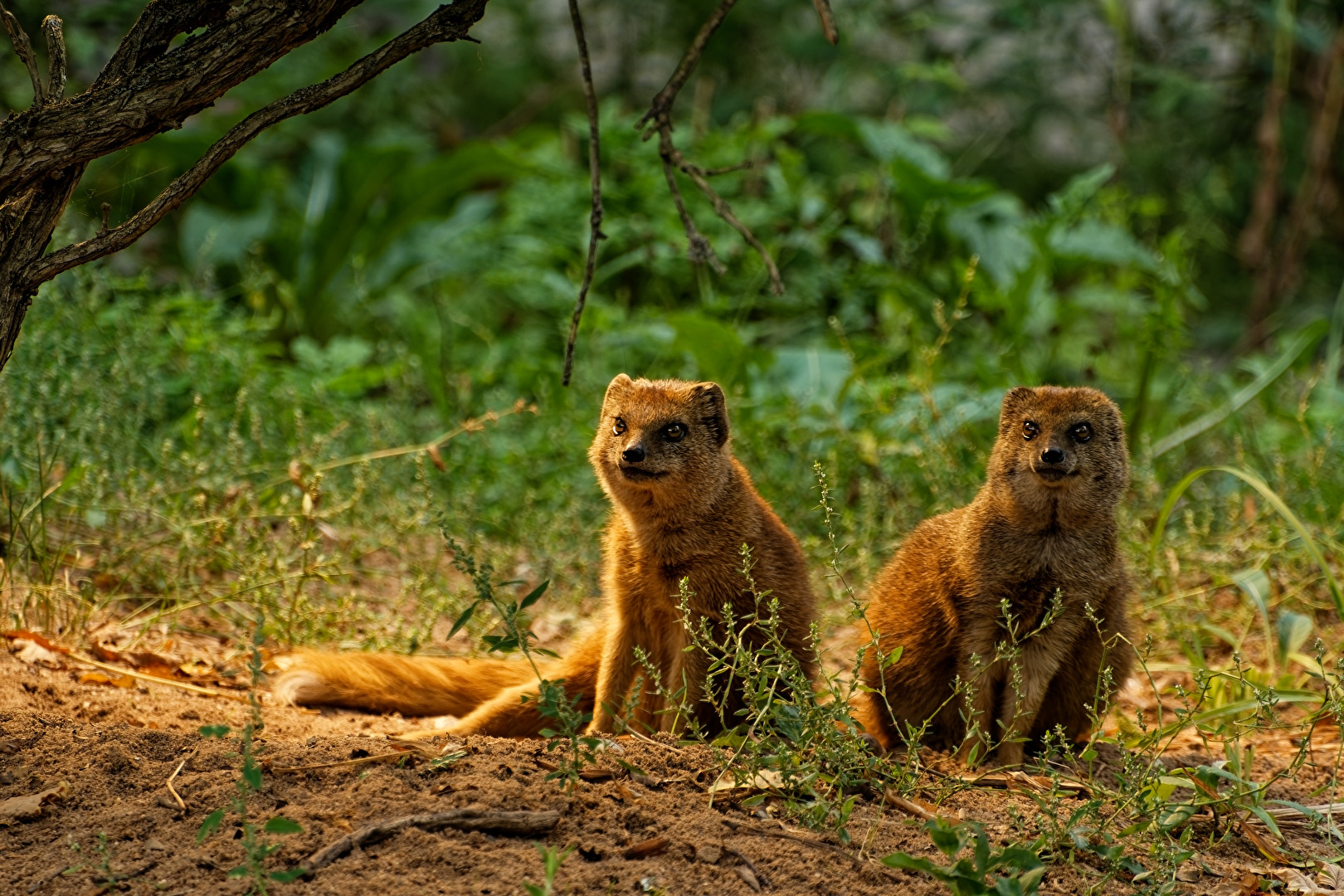 Fuchsmangusten