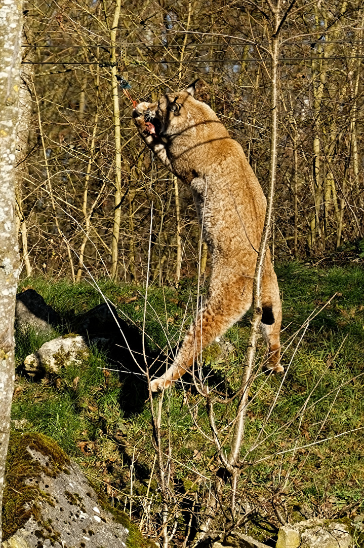 Luchs
