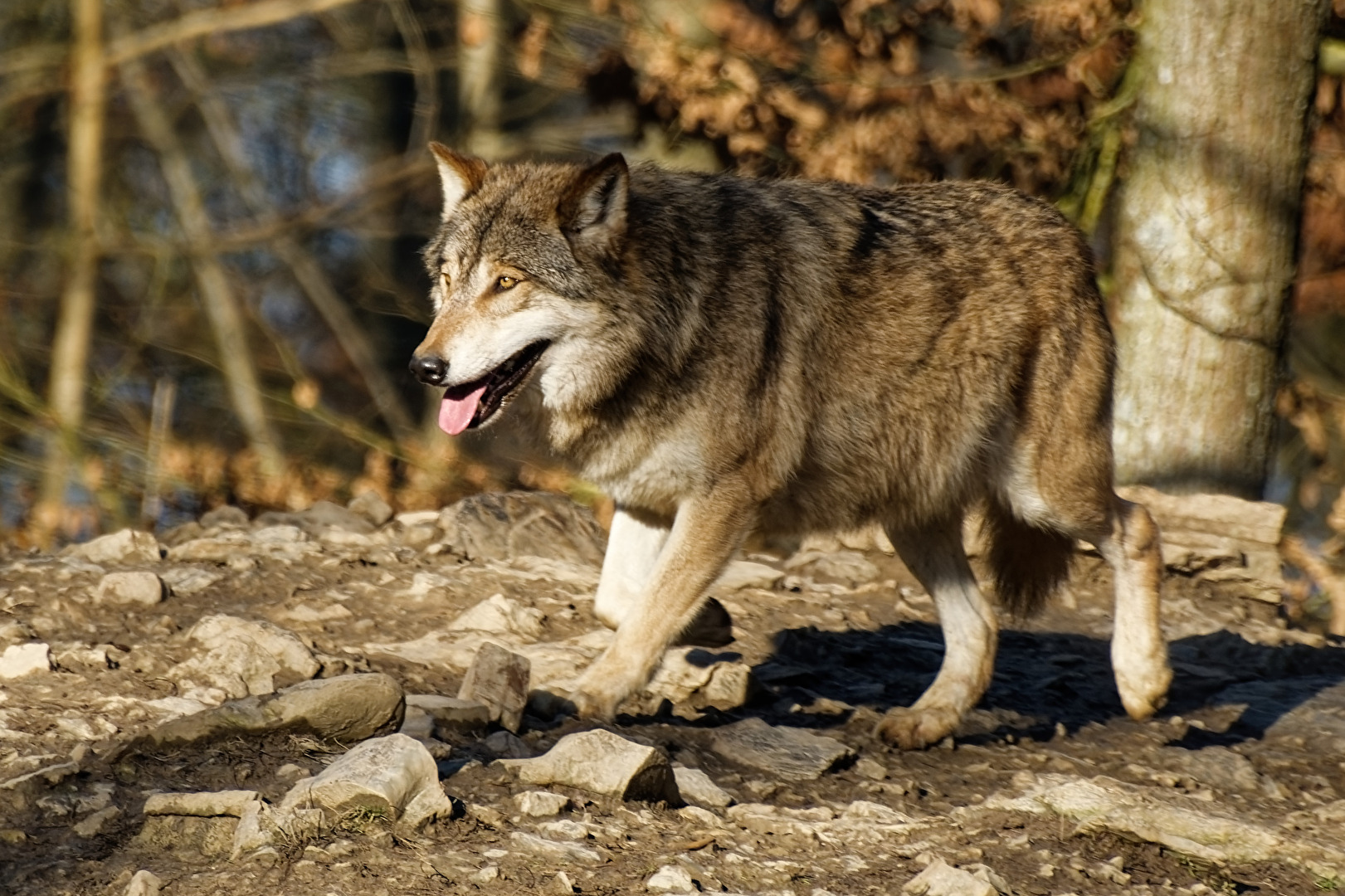 Timberwolf