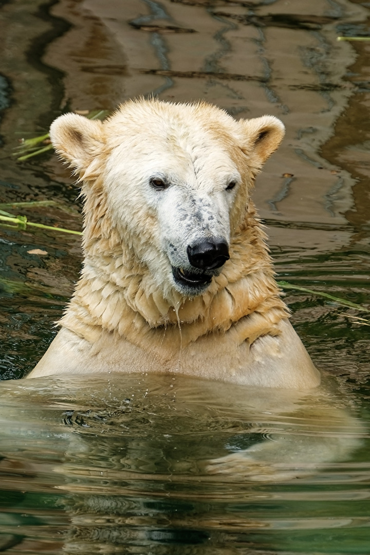 Eisbär