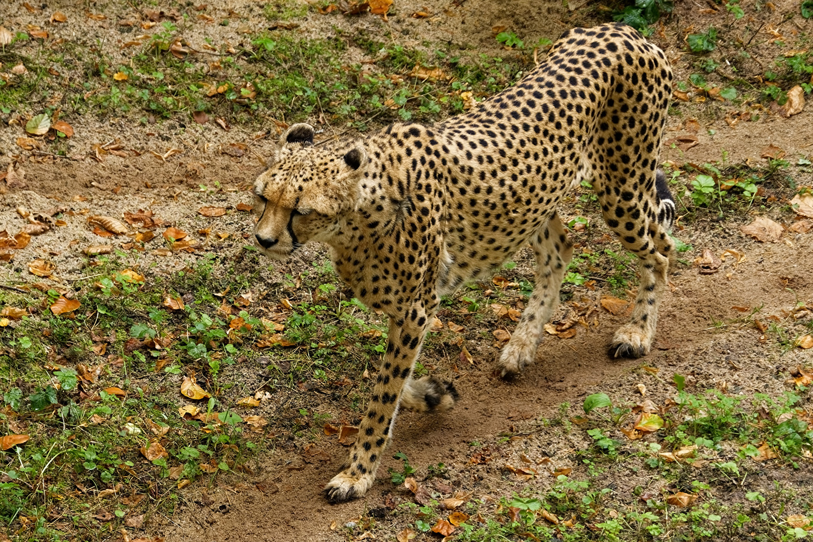 Gepard