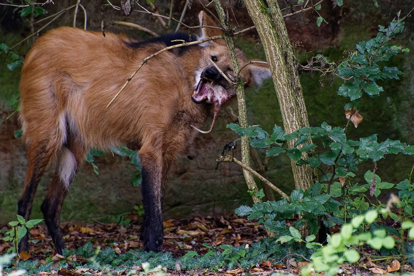 Mähnenwolf