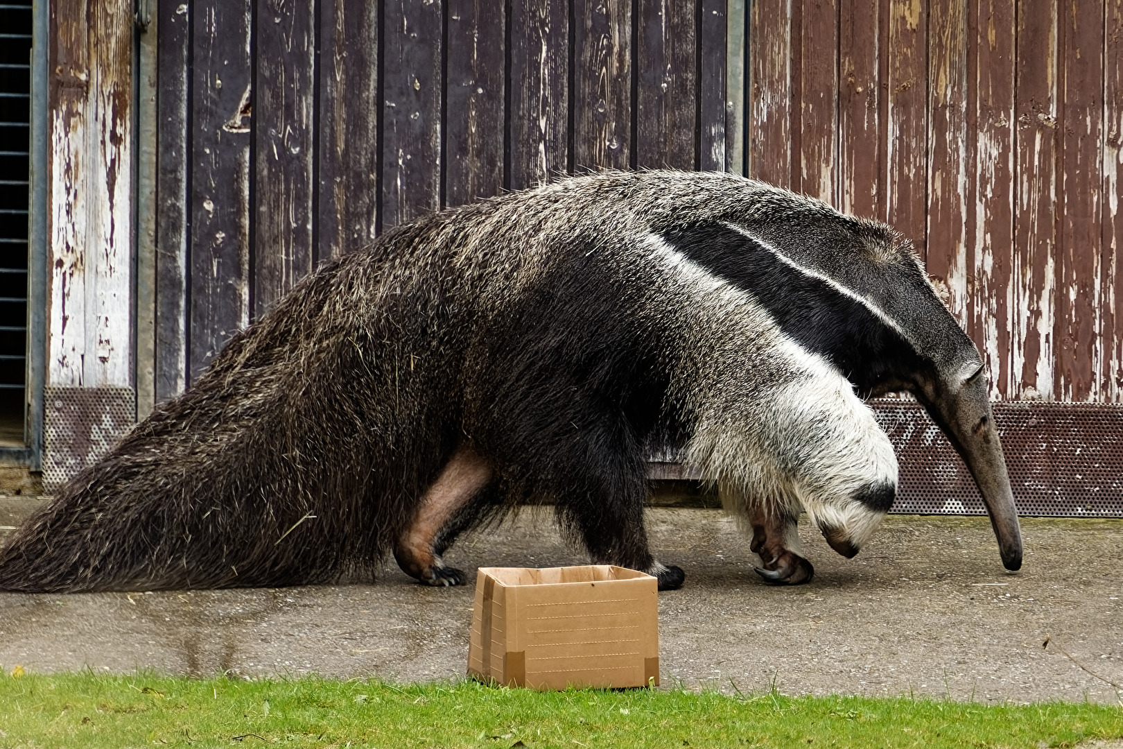 Grosser Armeisenbär