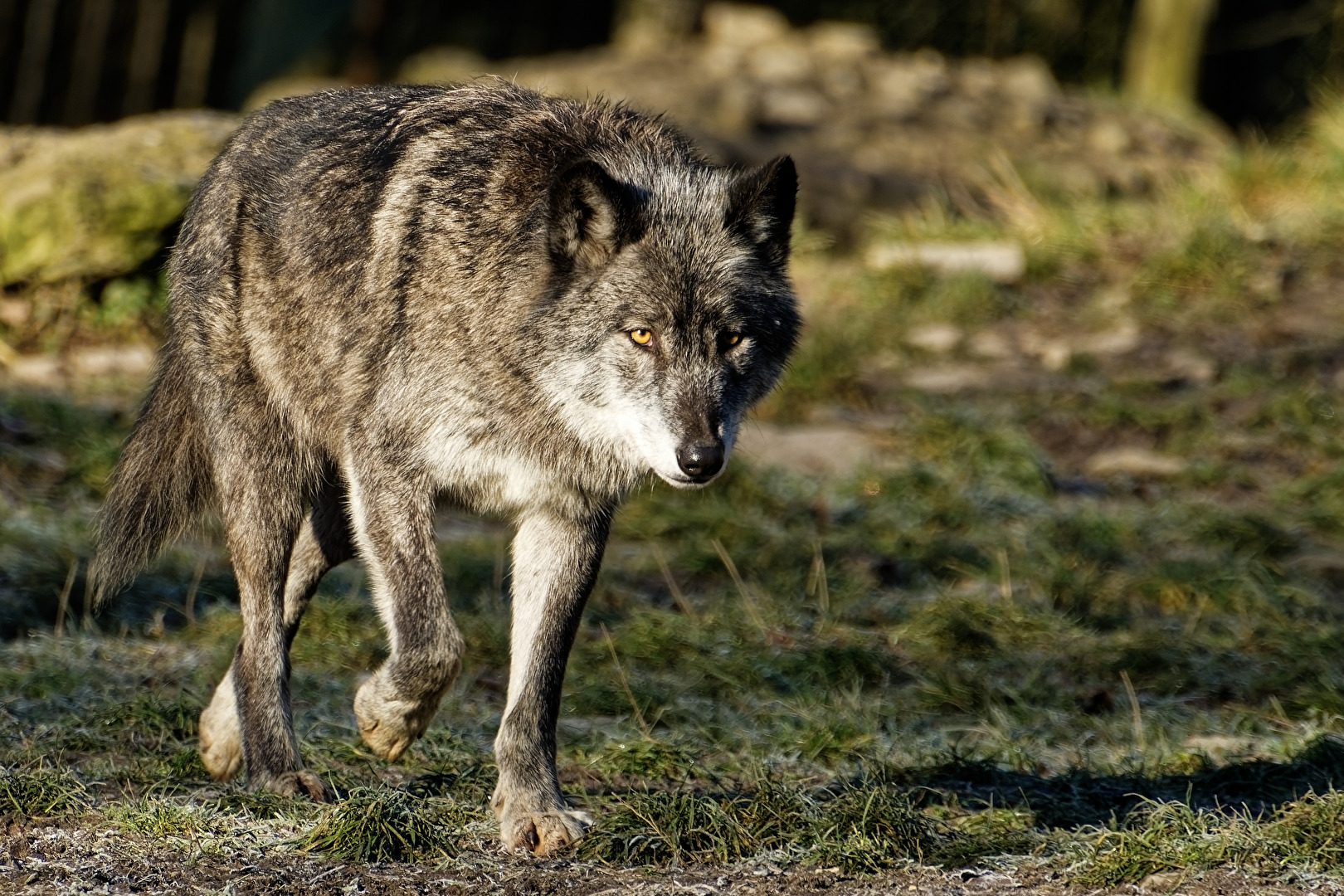 Timberwolf