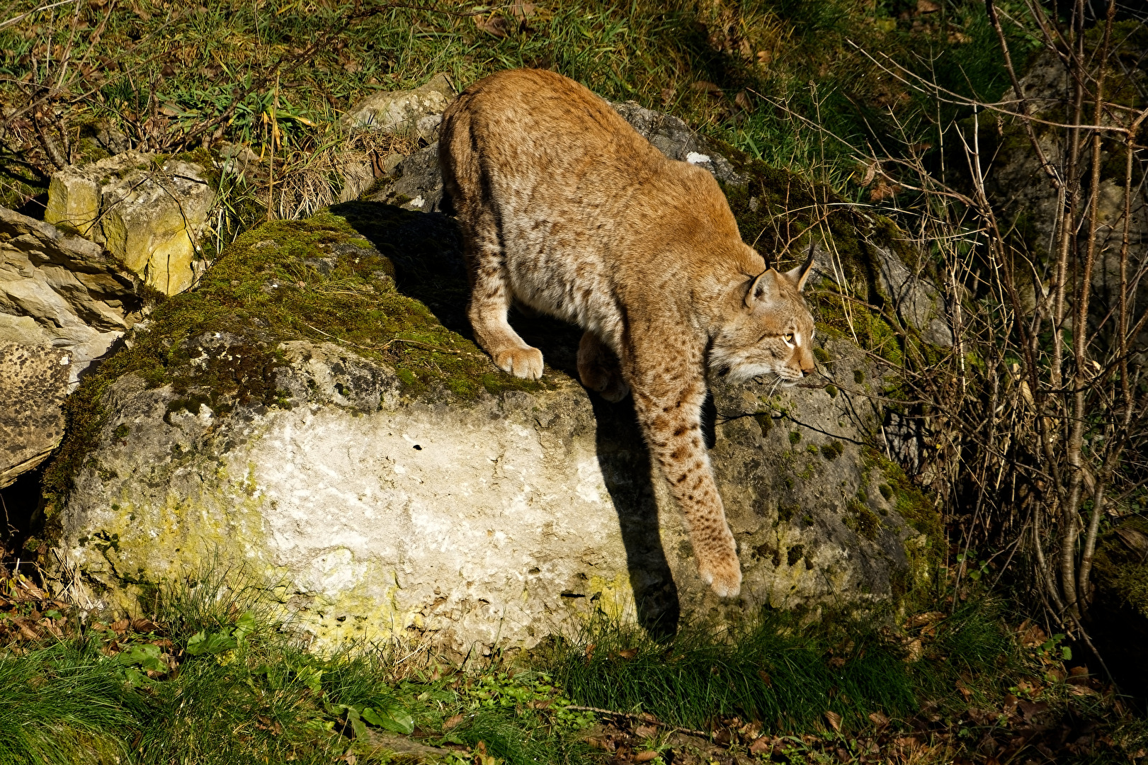 Luchs