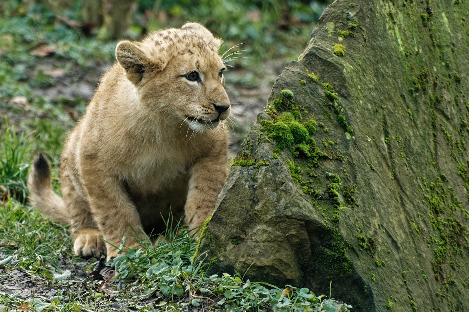 junger Löwe