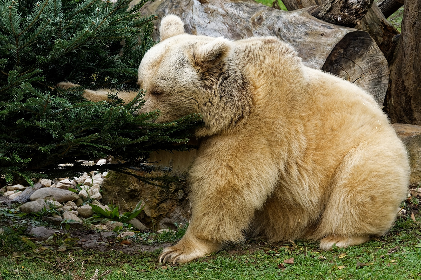 Syrischer Braunbär