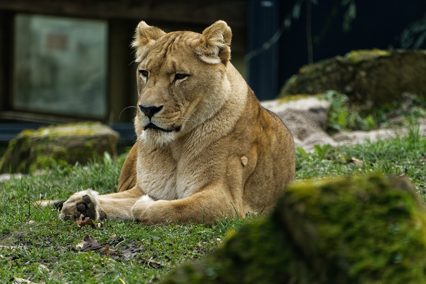 Löwe