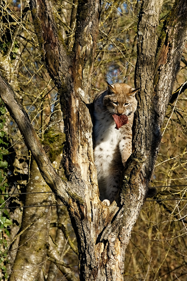 Luchs