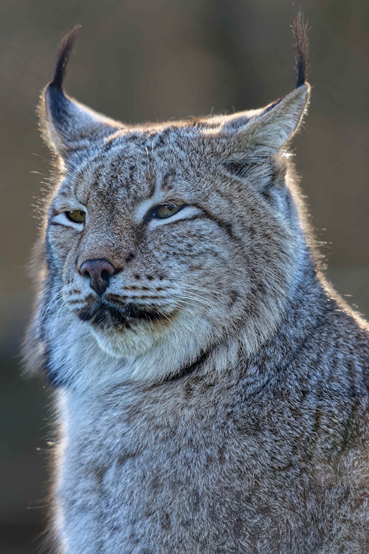Luchs-Fähe im Gegenlicht